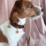 Harmony Charm - Amber Stone | For Your Dog