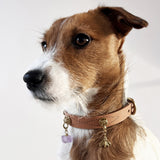 Fertility Charm - The Honeybee | For Your Dog