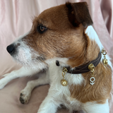 Male Charm - The Mars Sign | For Your Dog