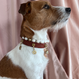 Third Eye Charm | For Your Dog