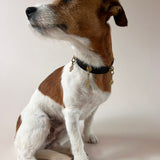 Unleash CPH The Guardian Spirit Dog Collar