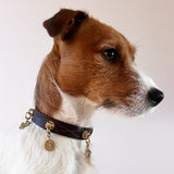 Unleash Charm - The Superstar | For Your Dog