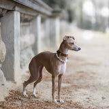 Balance Dog Necklace