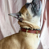 Depth Charm - The Fish | For Your Dog