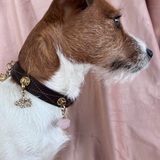 Ohm Charm | For Your Dog