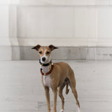 Protection Dog Necklace