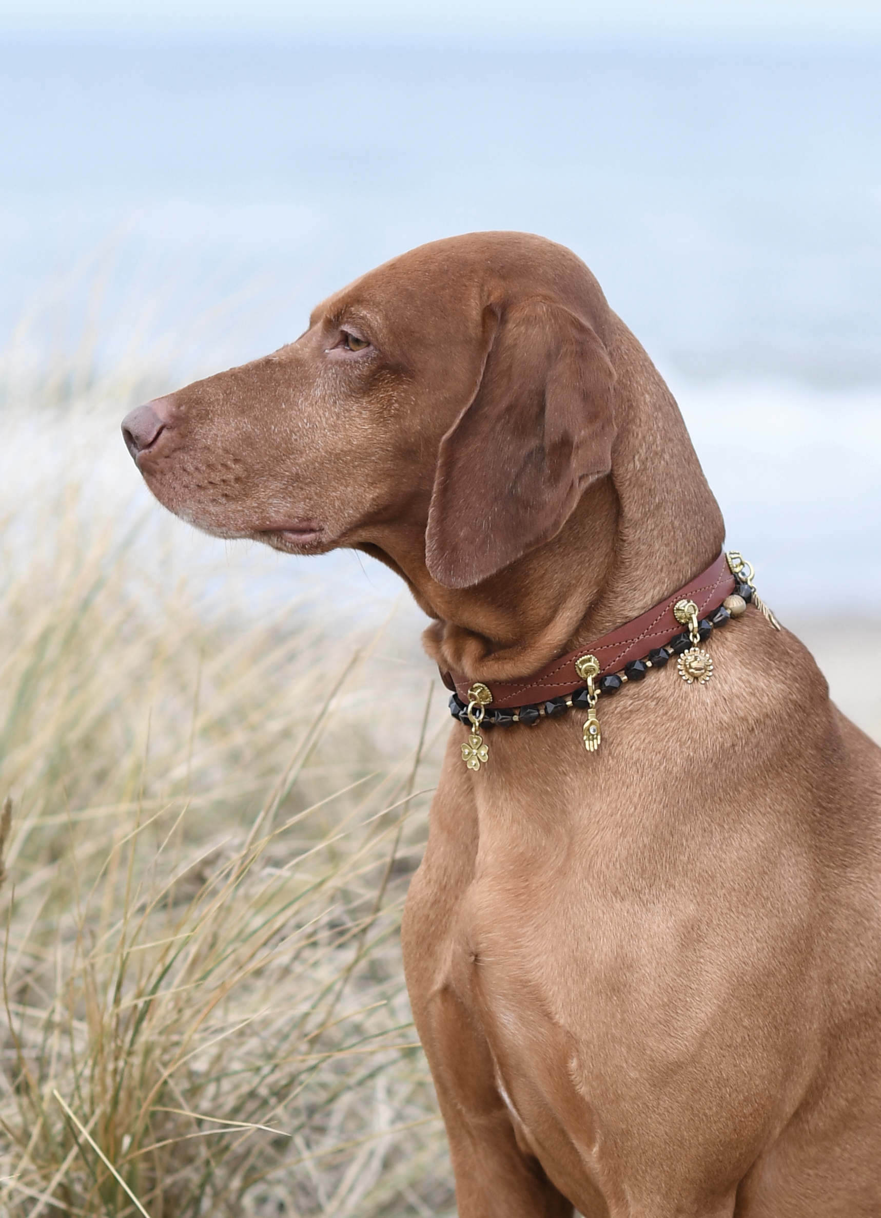 How dog fashion is shaping modern society