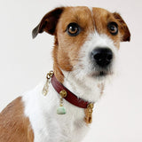 Leather Dog Collar - NBR Natural Brown