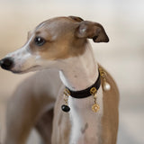 Dark Brown Dog Collar