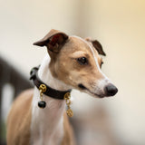 Dark Brown Dog Collar