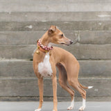 Aroma Charm - Lava Stone | For Your Dog