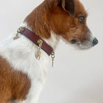 Unleash CPH Destiny Path Dog Collar - X-small