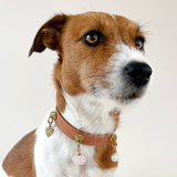 Natural Brown Dog Collar