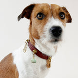 Cognac Dog Collar