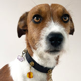 Sacred Flow Dog Collar