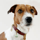 Untamed Spirit Dog Collar