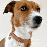 Kindred Heart Dog Collar