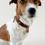 Unleash CPH Radiant Light Dog Collar - X-small