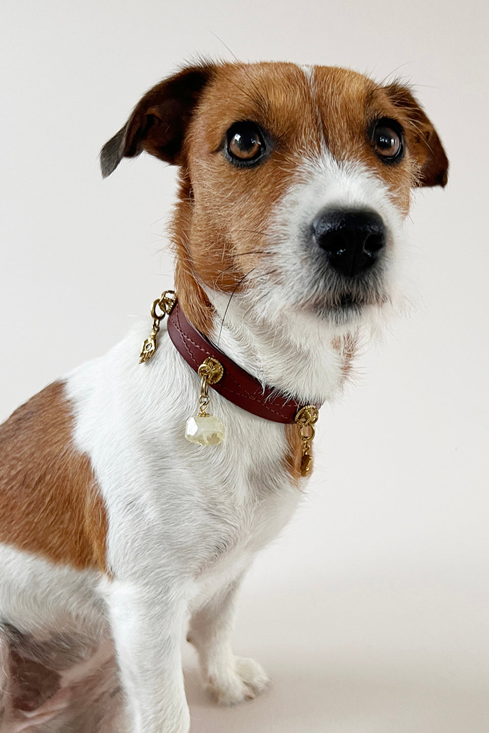 Unleash CPH Radiant Light Dog Collar - Small