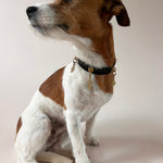 Unleash CPH The Guardian Spirit Dog Collar