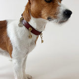 Unleash CPH Untamed Spirit Dog Collar - Medium