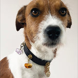 Dark Brown Dog Collar