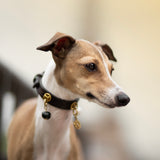 Heaven Charm - Jade Stone | For Your Dog