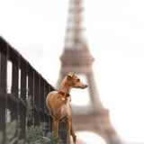Love Charm - Rose Quartz | For Your Dog